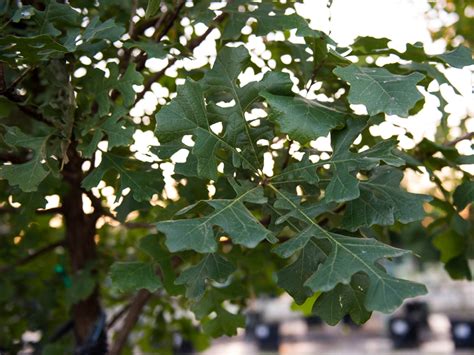 Bur Oak Tree - Dallas, Texas - Treeland Nursery