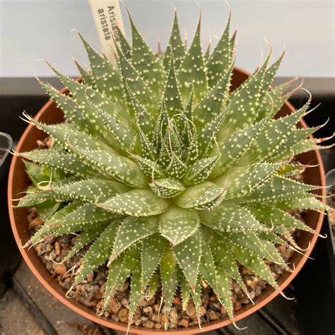 Aristaloe Aristata (formerly Aloe Aristata), Lace Aloe in GardenTags ...