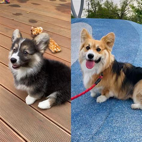 How a tricolor corgi coat changes from puppy to adult : r/corgi