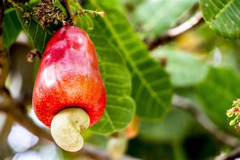 Cashew products for food manufacturers | La Morella Nuts