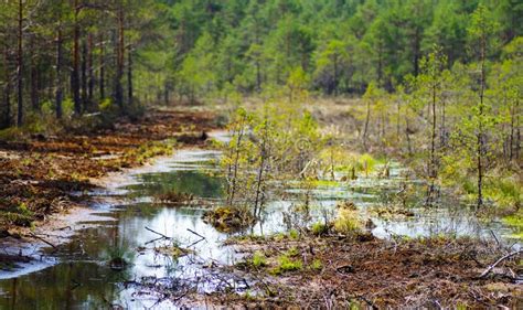 Restoration of Bog Ecosystem Stock Image - Image of green, country: 98637707