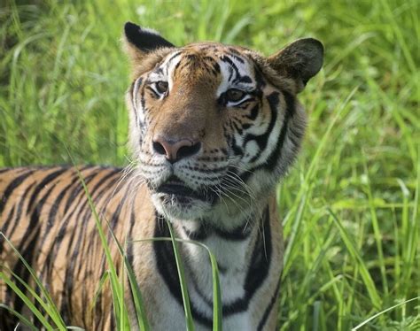 Tiger rescue mission in Thailand saves 15 big cats from illegal farm | Thaiger