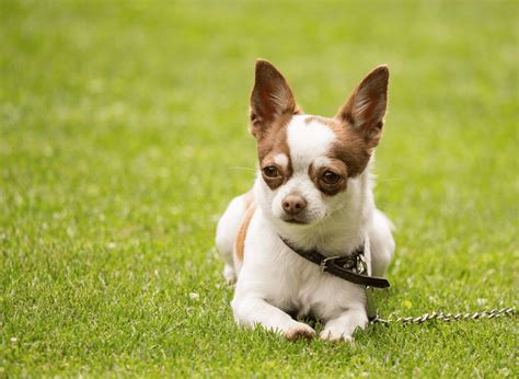 Dog Parks for Small Dogs: Are They Safe For Fido? - Top Dog Parks