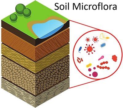 What is Soil Microflora? Definition, Important Terms & Soil ...