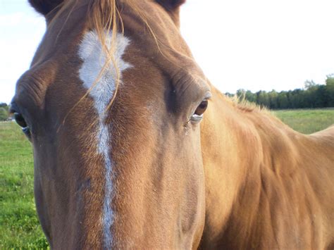 Horse Free Stock Photo - Public Domain Pictures