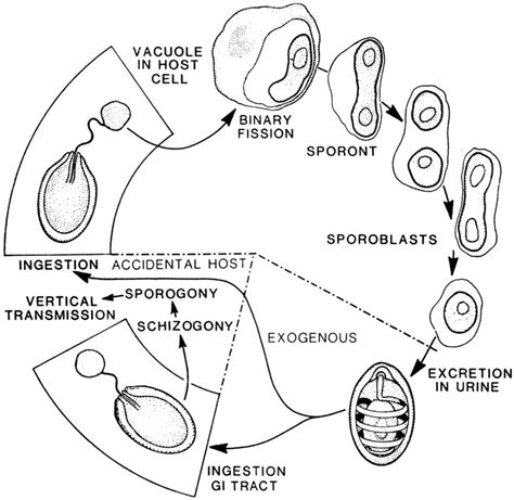 Life cycle of microsporidia. Reprinted from reference 9. | Download ...