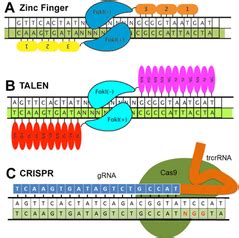 Addgene: CRISPR History and Background