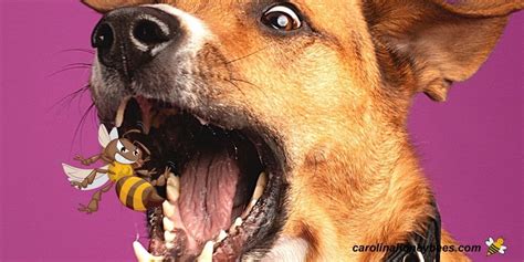 Dog Ate a Bee: What to Do When Your Pup Gets Stung