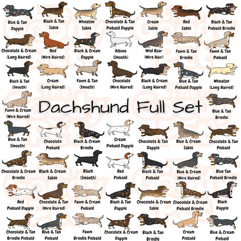 25 Colors And Patterns Of A Dachshund That You Never Knew Existed - The ...