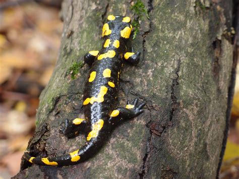 Free Images : wildlife, amphibian, yellow, fauna, vertebrate, newt, macro photography ...