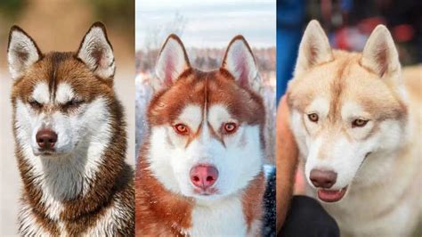 Husky Colors: 8 Colors a Siberian Husky’s Coat Can Be