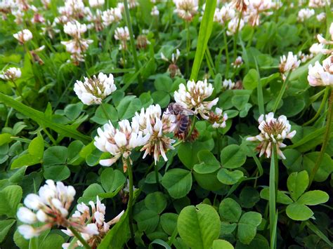 Top Tips On Establishing White Clover On Your Farm - MED Partnership Group