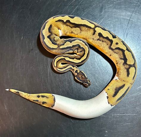 Piebald Ball Python by B. K. Morphs - MorphMarket