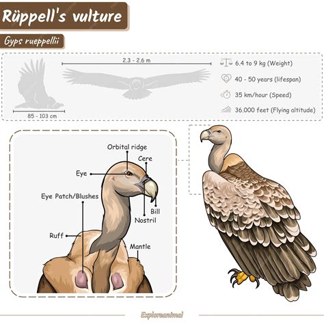 Premium Vector | Anatomy of a rüppell's vulture