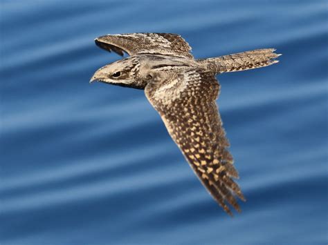 Eurasian Nightjar - eBird