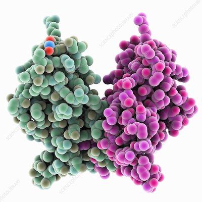 Cell adhesion protein molecule - Stock Image - C025/1767 - Science Photo Library