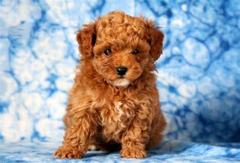 Double Doodle Puppies For Sale | Puppy Adoption | Keystone Puppies