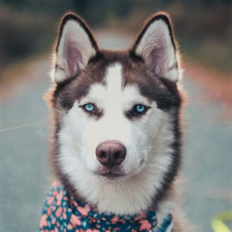 Are Red And White Huskies Rare