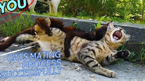 cats mating process successfully, cats mating season male - YouTube