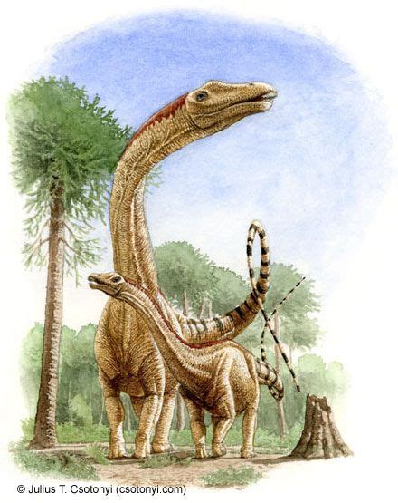 Diplodocus: Facts About the Longest Dinosaur | Live Science