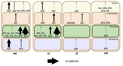 Amino acid synthesis by compartment in each cell in the light phase.... | Download Scientific ...