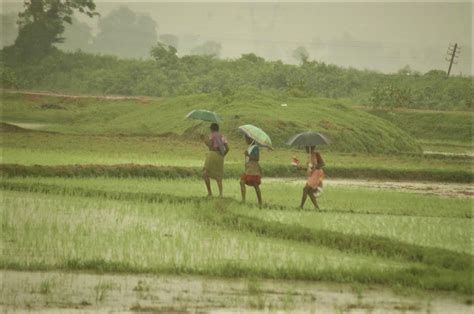 Sri Lanka’s inorganic transition to organic farming