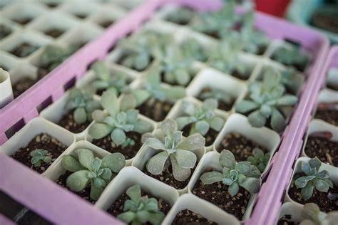 Ghost Plant: Succulent Care and Growing Guide