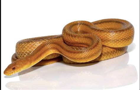 Yellow Rat Snake For Sale - Upriva Reptiles