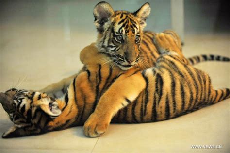 Twin South China tiger cubs born at Nanchang Zoo