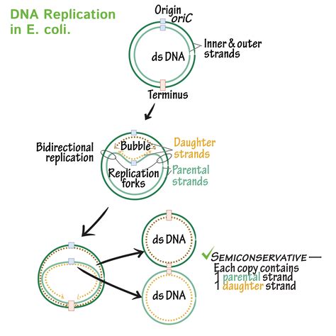 Immunology/Microbiology Glossary: Bacteria Chromosome Replication (E. Coli) | Draw It to Know It