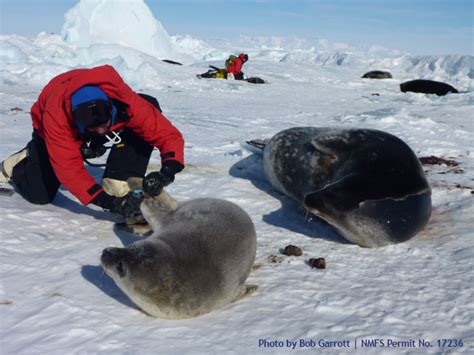 5 December 2014 Weddell Seal Pups | PolarTREC