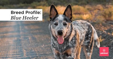 The Blue Heeler and Australian Cattle Dog [Breed Profile]