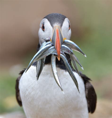 Puffin, with sand eels | Skomer Island, Pembrokeshire | Flickr