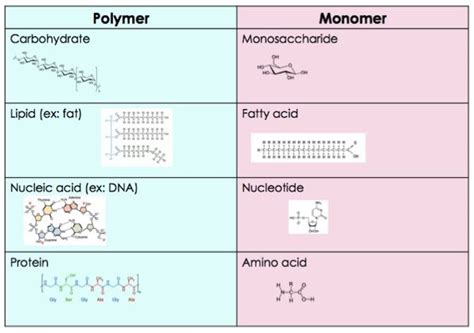 Explain How Monomers and Polymers Are Different From Each Other - Azul ...