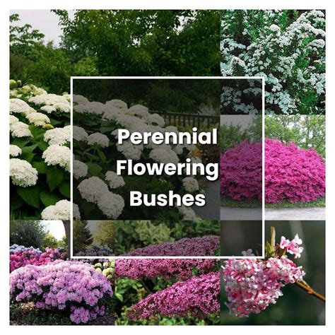 How to Grow Perennial Flowering Bushes - Plant Care & Tips | NorwichGardener