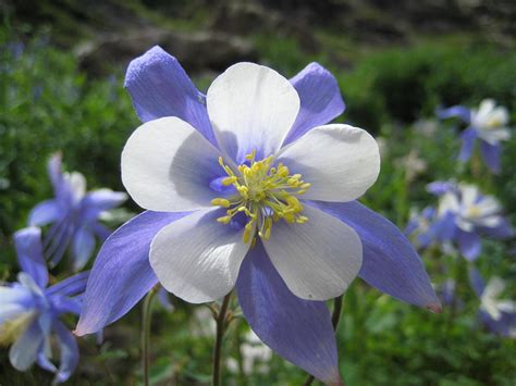 Rocky Mountain Columbine | Flickr - Photo Sharing!