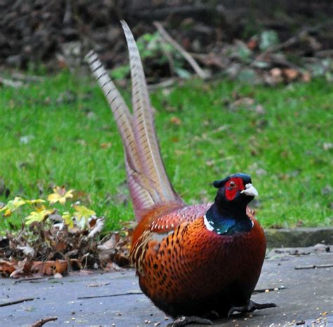 Flickr: The Phasianidae: Grouse, pheasants and partridges Pool