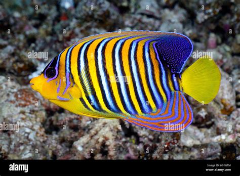 Royal angelfish, Blue-banded angelfish, Regal angelfish (Pygoplites ...