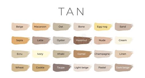 Tan Paint Color Swatches with Shade Names on Brush Strokes Stock Vector - Illustration of colour ...