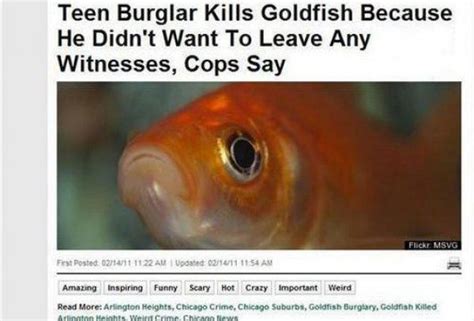 29 Funny Newspaper Headlines That Are Somehow Completely Real