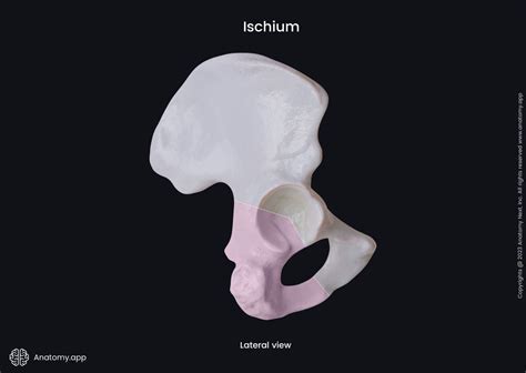 Ischium | Encyclopedia | Anatomy.app | Learn anatomy | 3D models, articles, and quizzes