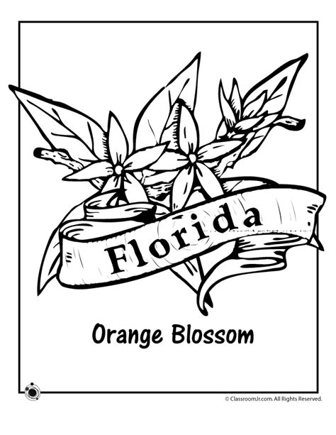 Florida State Flower Coloring Page - Flower Coloring Page