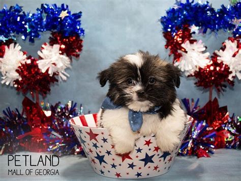 Pom Shih Puppy Sable / White ID:3306 Located at Petland Mall of Georgia