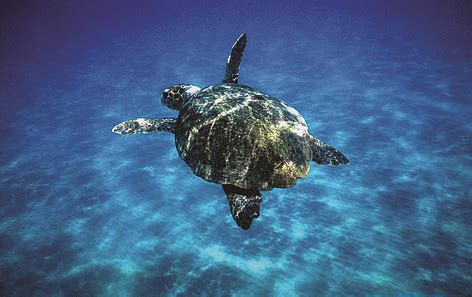 Turtles in the South Pacific | WWF