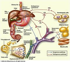 BCF08: Lipoproteins and Ketone Bodies flashcards | Quizlet