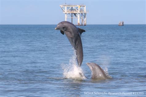 Supporting dolphin restoration: Collaborative project investigates how ...