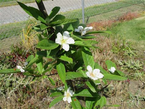 Home Fruit Garden Tour – Medlar | NW Fruit (Western Washington Fruit Research Foundation)