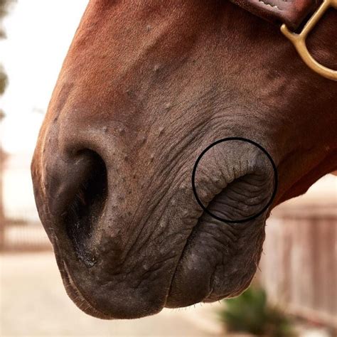 Horse Bit and Mouth Anatomy