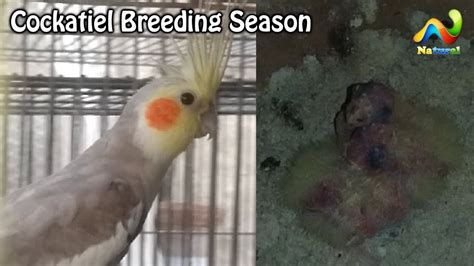 Cockatiel Breeding Season | Cockatiel Breeding Tips Hindi/Urdu - YouTube