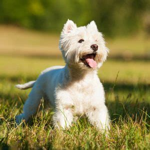 West Highland White Terrier Puppies for Sale | Tucson & Phoenix AZ